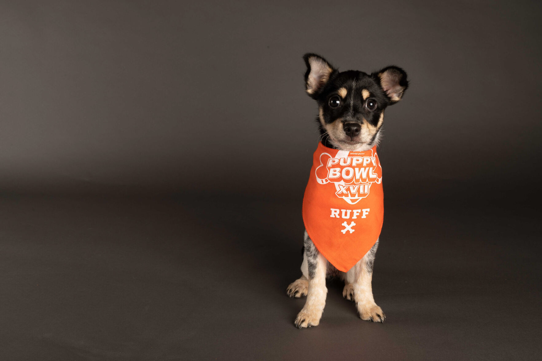 PUPPY BOWL XVII